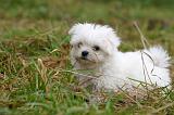 BICHON MALTAIS 156